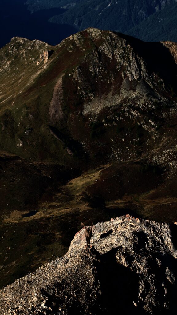 Bouquetin matinal. 17 septembre 2025, Sorniot depuis le Pëtchou Tsavalâ, point culminant des Comballes. Fully.