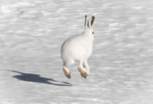 L'instantané - Janvier 2026 - Lièvre variable