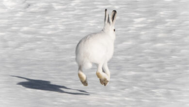 L'instantané - Janvier 2026 - Lièvre variable