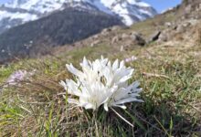 Un rare bulbocode blanc. Par Jean-Marc Michellod