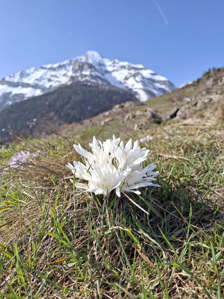 Un rare bulbocode blanc. Par Jean-Marc Michellod