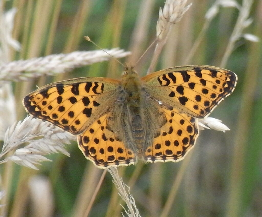 Queen of Spain Fritillary (Issoria lathonia) near Hamburg, Germany.