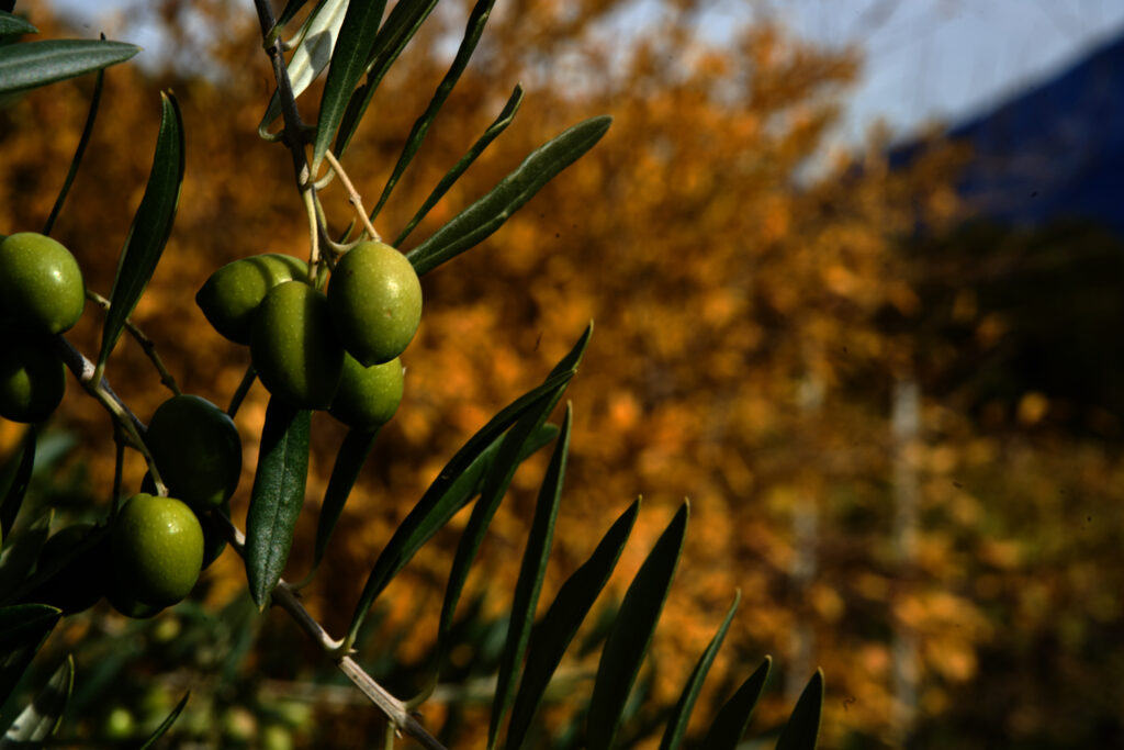 Olivier de l'oliveraie du Chargeux - Fully