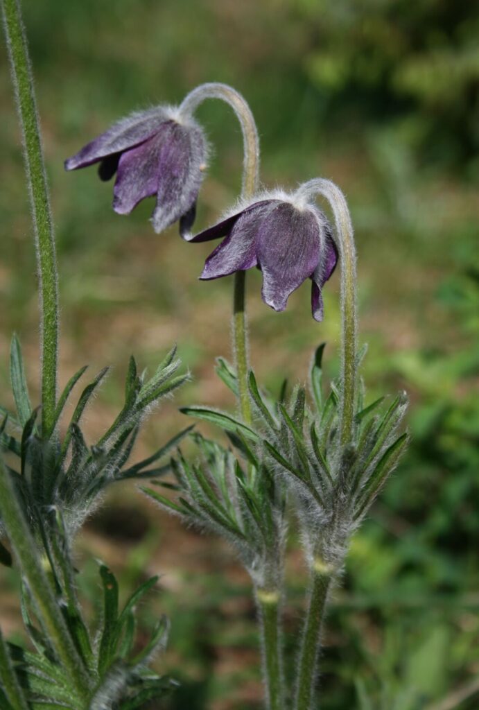 Berg-Kuhschelle (Pulsatilla montana), Hahnenfußgewächse (Ranunculaceae) - Italien/Italia/Italy: Friuli-Venezia Giulia, Prov. Trieste, Monte Cocusso