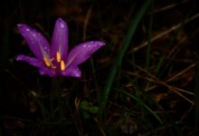 L'instantané - février 2026 - Bulbocode