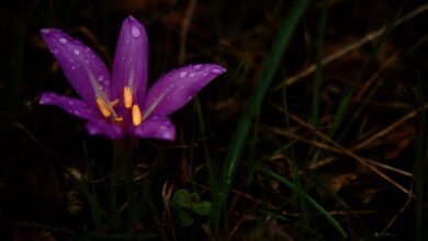 L'instantané - février 2026 - Bulbocode