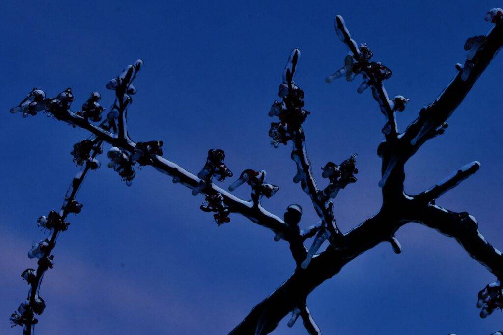 Combat contre le gel - 28 mars 2026 - Fully - Copyright o2vie.jeepix