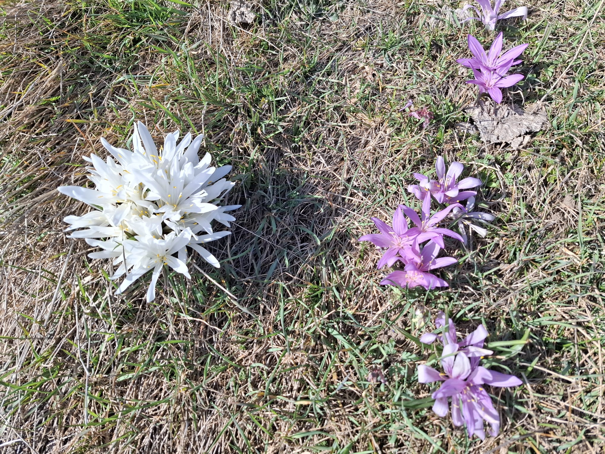 Un rare bulbocode blanc. Par Jean-Marc Michellod