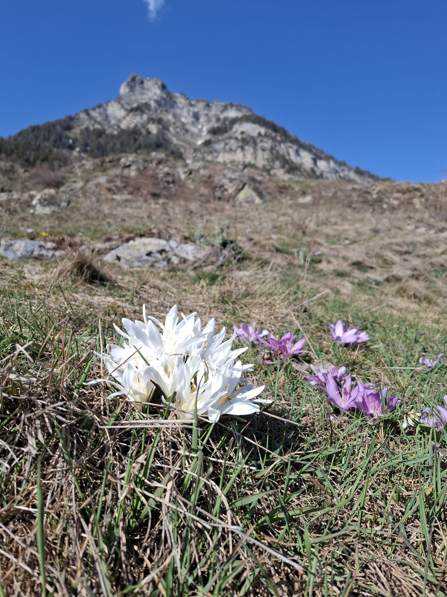 Un rare bulbocode blanc. Par Jean-Marc Michellod