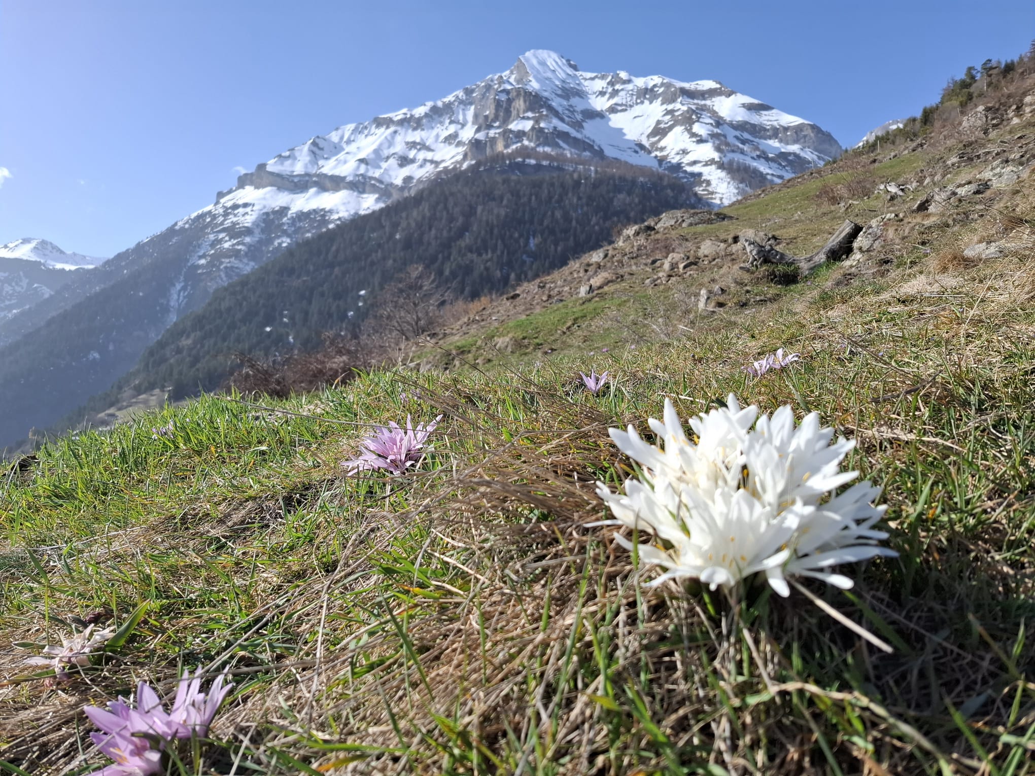 Un rare bulbocode blanc. Par Jean-Marc Michellod
