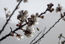 L'instantané - Mars 2026 - Abricotiers en fleur