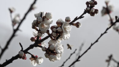 L'instantané - Mars 2026 - Abricotiers en fleur