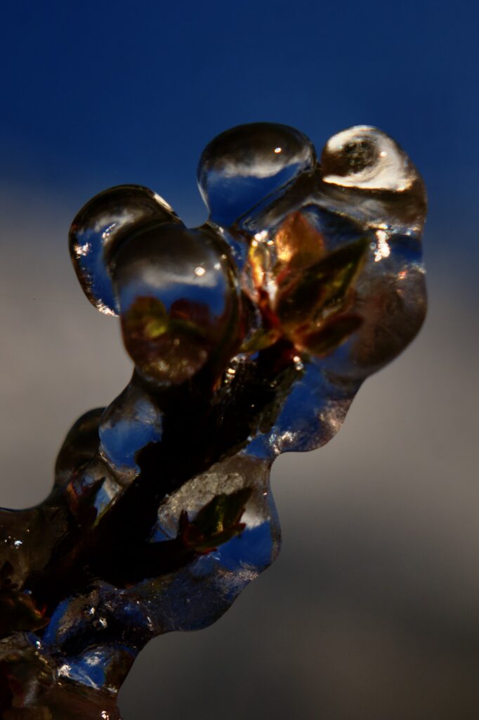 Dans la glace, on y voit le Chavalard. Lutte contre le gel 2026.