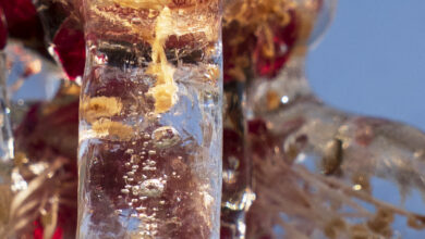 Pour piéger un des Saints, il faut bâtir des cathédrales avec leur propre glace autour de l'âme fragile de nos fleurs. » - 28 mars 2026 - lutte contre le gel à Fully.