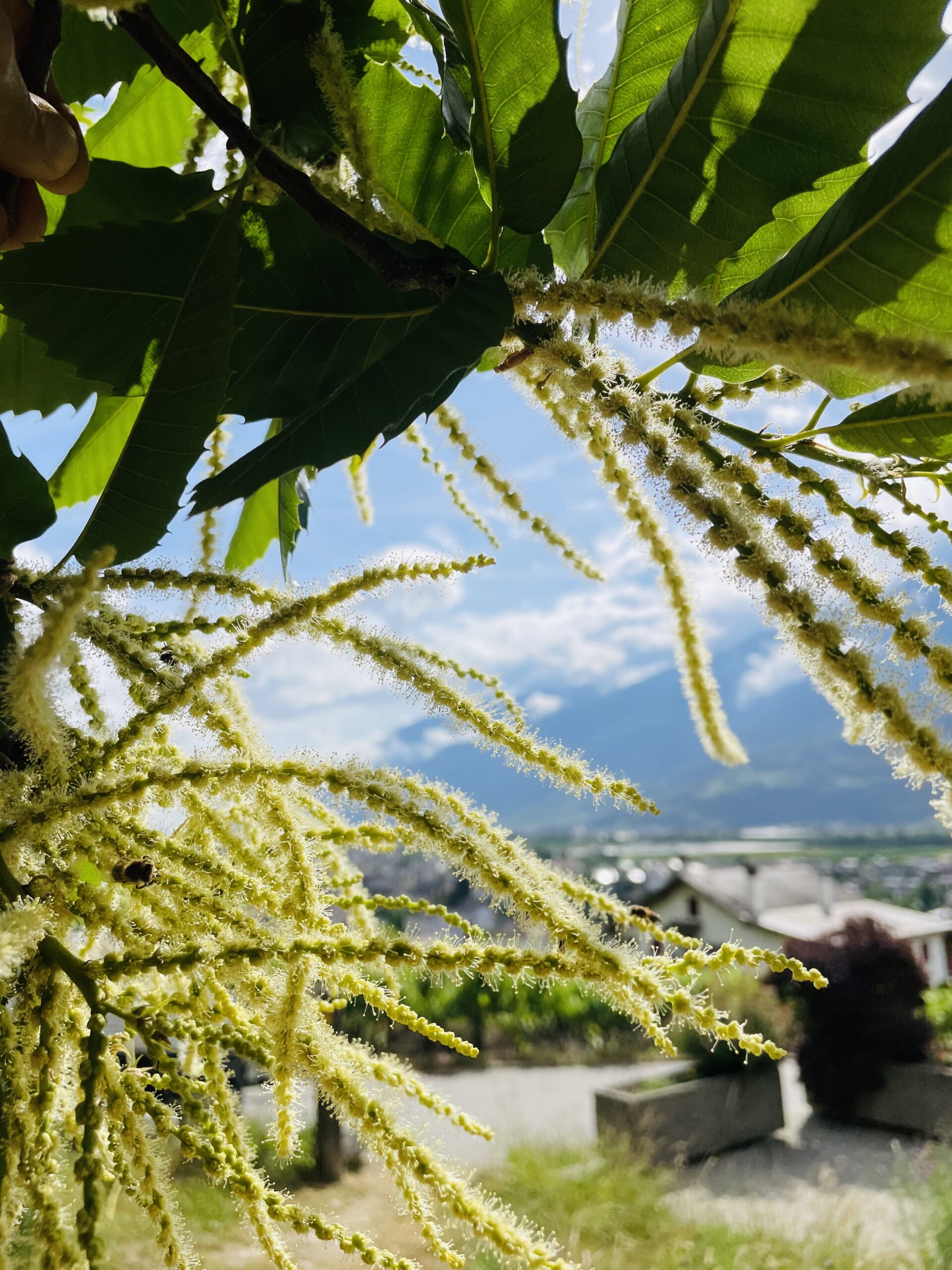 Photo d’un châtaignier en fleur à Fully - Séverine Roduit