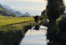 Entre vigne solaire et quiétude au bord du canal - Laura Coppey