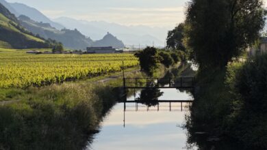 Entre vigne solaire et quiétude au bord du canal - Laura Coppey